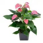 Flowering Plant